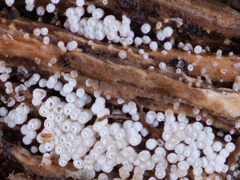 Henningsomyces puber